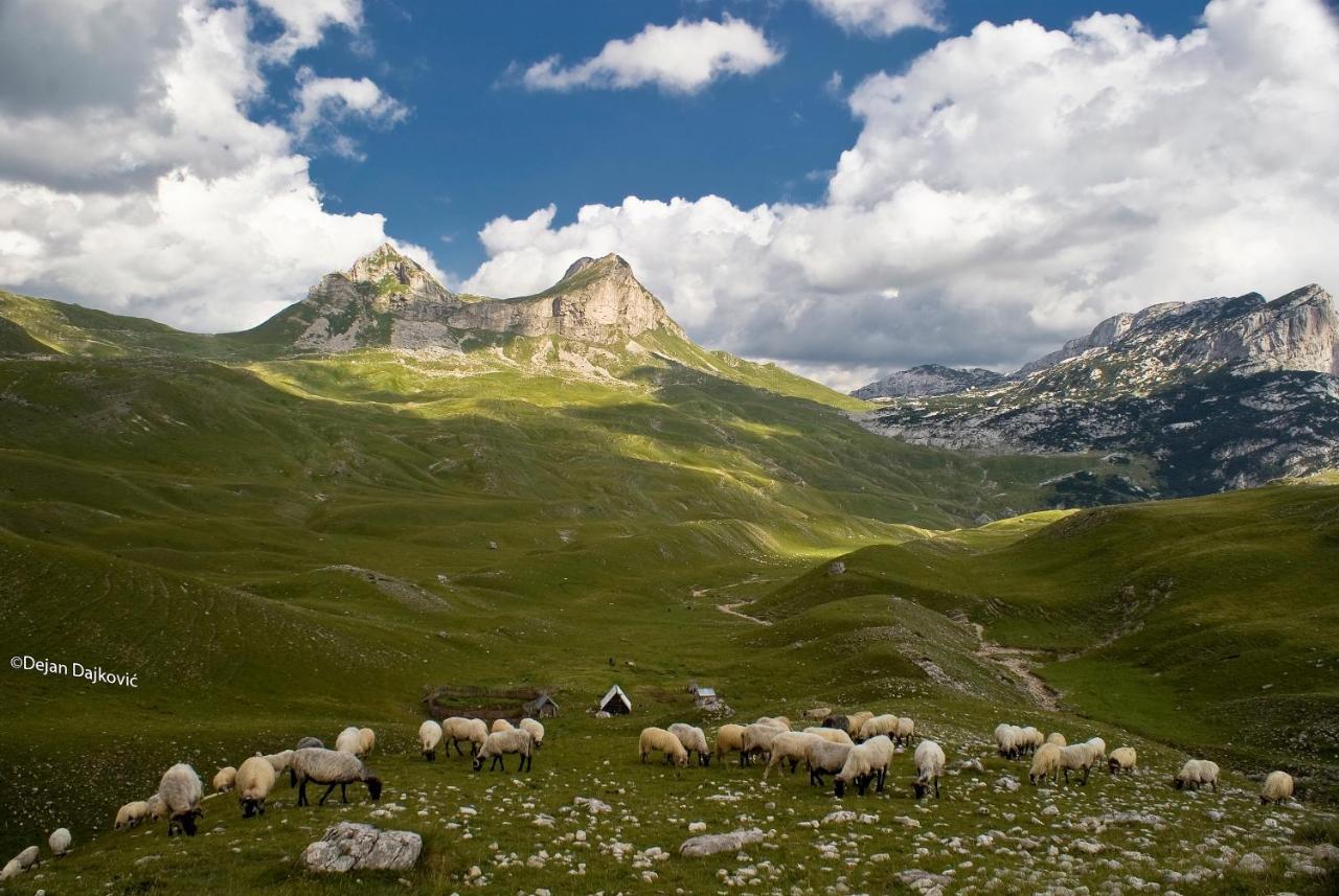 Hébergement de vacances Mountain House Ami Žabljak