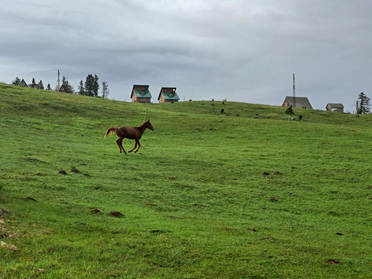 Mountain House Ami Hébergement de vacances Žabljak